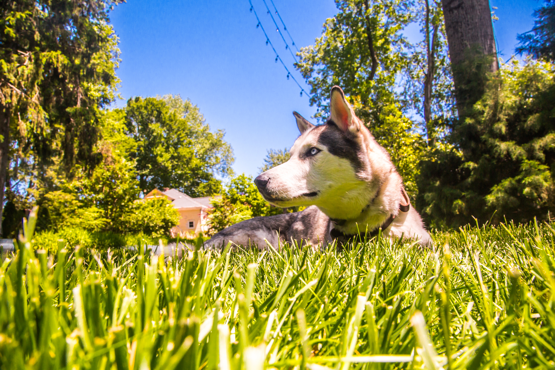 Mosquito repellent for outlet yard safe for pets